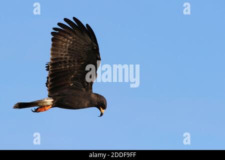 Milan des marais (Rostrhamus sociabilis) Banque D'Images