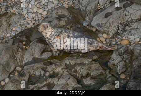 Jeune phoque gris, Halichoerus grypus, sur une plage de reproduction dans le sud-ouest du pays de Galles. Automne. Banque D'Images