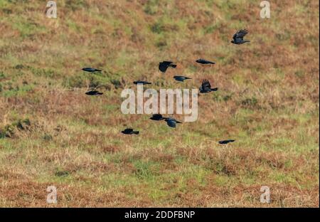 Des chougs à bec rouge, Pyrrhocorax pyrrhocorax, en vol au-dessus de la côte sud-ouest du Pembrokeshire, en automne. Pays de Galles. Banque D'Images