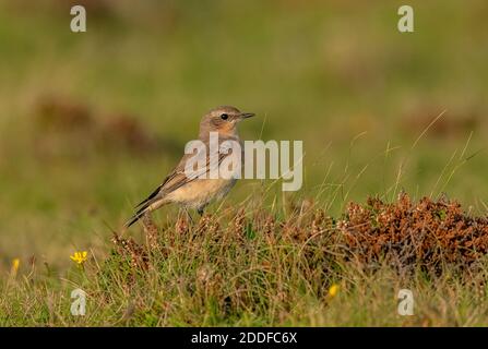 Femelle de petit-lait, Oenanthe oenanthe migrant vers le sud en automne, sur les prairies côtières, au sud-ouest du pays de Galles. Banque D'Images