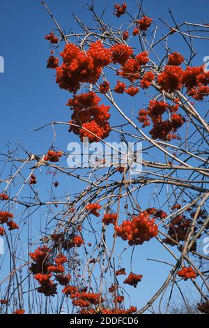 gros plan sur des baies de viburnum rouges fraîches en hiver sur fond de ciel bleu vif. Banque D'Images