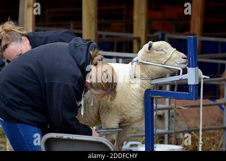 Builth Wells, pays de Galles, Royaume-Uni. 21 juillet 2019. Les agriculteurs préparent leur bétail pour le 100e Royal Welsh Show Banque D'Images