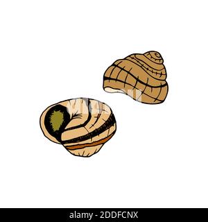 Escargot vector dessiné à la main. Plat de cuisine française composé d'escargots. Design sketch élément pour menu café, bistrot, restaurant, étiquette et emballage. Illuminé coloré Illustration de Vecteur