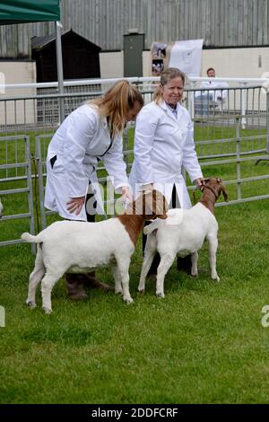 Chèvres boer étant jugé pour le meilleur de la race au Royal Welsh festival de printemps Banque D'Images