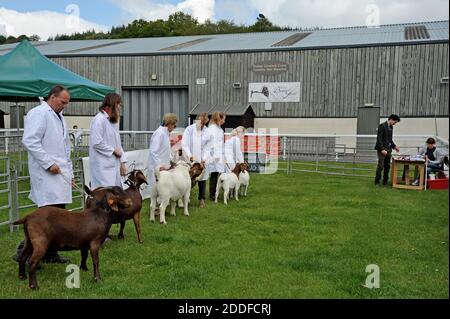 Chèvres boer étant jugé pour le meilleur de la race au Royal Welsh festival de printemps Banque D'Images