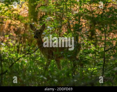 Le jeune cerf de Virginie, Capranolus capranolus, est situé dans une forêt dense en automne. Forêt de Savernake. Banque D'Images