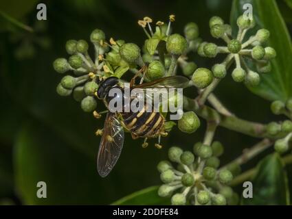 La mouche de l'Hoverfly, Sericomyia silans, se nourrissant sur des fleurs d'Ivy au début de l'automne. Banque D'Images