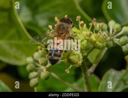 Abeille, API mellifera, se nourrissant sur des fleurs d'Ivy au début de l'automne. Banque D'Images