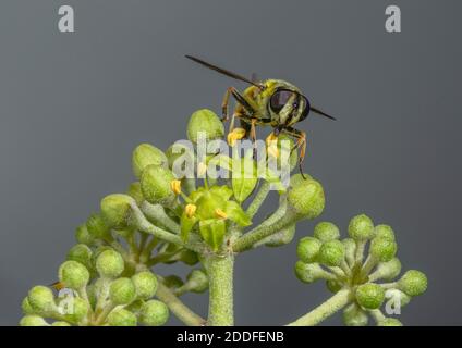 Un aéroglisseur, Batman Hoverfly, Myathropa florea, se nourrissant des fleurs d'Ivy au début de l'automne. Banque D'Images