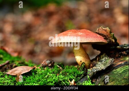 Prunes et Custard ou agaric à poil rouge dans la forêt (Tricholomopsis rutilans), haute-Autriche, Autriche, Europe Banque D'Images