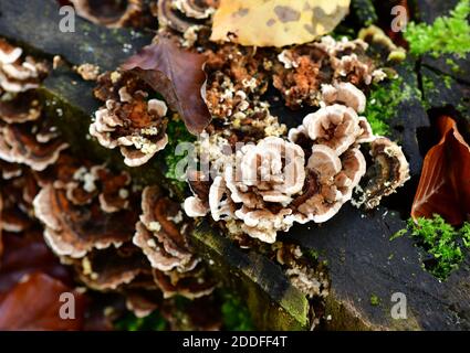 Le champignon de la feuille de Silverleaf (Chondrostereum purpueum) sur le tronc de l'arbre. Banque D'Images