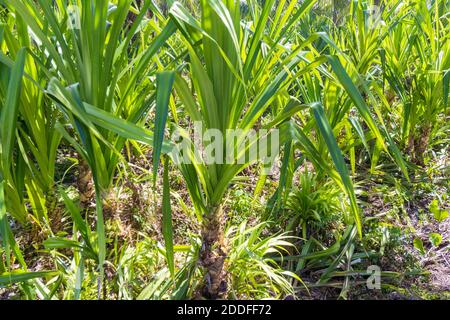 Plantes pandanus utilisées dans le tissage de tapis à Biliran, Philippines Banque D'Images