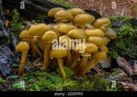 Développement de la souche du champignon du miel, Armillaria mellea, à la base d'un vieux arbre. Banque D'Images