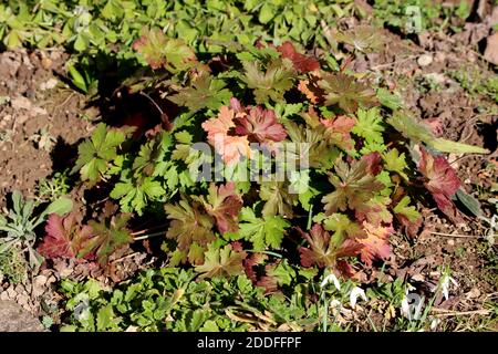 Géranium biracine ou géranium macrorrhizum ou géranium bulgare ou roche grues-facture plantes ornementales à fleurs avec grand vert à rouge foncé lobé Banque D'Images