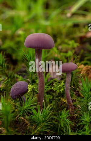 Groupe d'Amethyst Deceiver, Laccaria amethystina, parmi les mousses de bois de hêtre. Banque D'Images