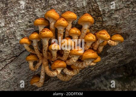 Une souche de Scalycap doré, Poliota aurivella, se développe sur l'arbre Beech déchu. Nouvelle forêt. Banque D'Images