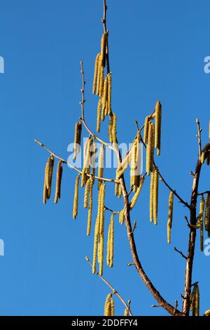 Noisette commune ou Corylus avellana Grande plante arbustive avec branches les chatons jaunes à forte croissance fleurissent en bleu clair fond ciel Banque D'Images