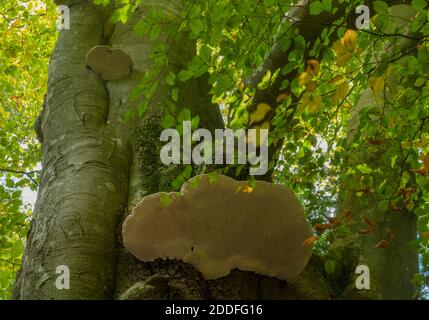 Southern Bracket, Ganoderma australe, croissant sur le vieux hêtre, Nouvelle forêt. Banque D'Images