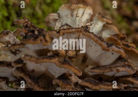 Poule des bois, Grifola frondosa, croissant en grand groupe sur le vieux chêne. Banque D'Images