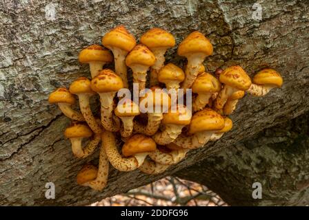 Une souche de Scalycap doré, Poliota aurivella, se développe sur l'arbre Beech déchu. Nouvelle forêt. Banque D'Images