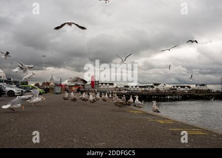 Les goélands sont nourris en volant au bord de la mer du port de Southampton Banque D'Images