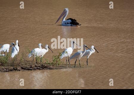 Un troupeau de Royal Spoonbites (Platalea regia) se baladant dans la rivière devant un Pelican australien (elecanus oscillatus), Windorah, Queensland, QL Banque D'Images