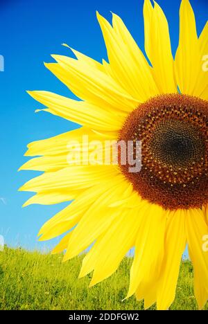 Belle fleur jaune, tournesol coloré Banque D'Images