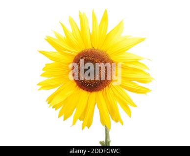 Belle fleur jaune, tournesol coloré Banque D'Images