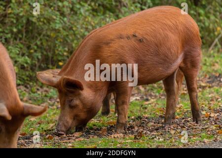 Tamorth cochons jusqu'à la pannage, mangeant des glands, dans la Nouvelle forêt en automne. Banque D'Images