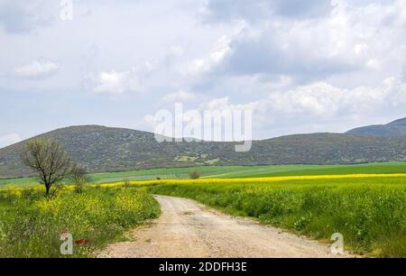Un paysage de chemin dans le champ de colza jaune avec le canola fleurs sous un ciel bleu Banque D'Images