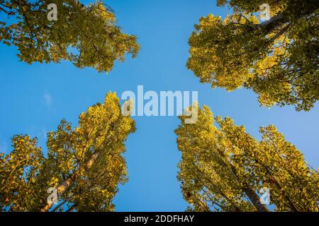 En regardant directement les arbres de quatre grands arbres à feuilles avec les couleurs d'automne dans l'après-midi lumière du soleil le jour dedans Octobre Banque D'Images