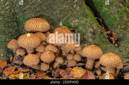 Groupe de Shaggy Scalycap, Poliota squarrosa, à la base de l'ancien arbre Beech, Nouvelle forêt. Banque D'Images