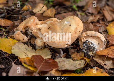 Hérisson en bois, Hydnum repandum, croissant dans une forêt mixte à feuilles caduques, Nouvelle forêt. Banque D'Images