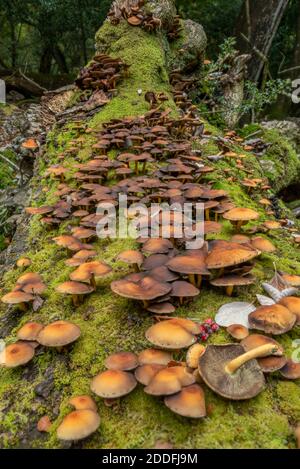 Souche commune Brittlestump, Psathyrella piliformis, croissant en masses sur arbre déchu, Nouvelle forêt. Banque D'Images
