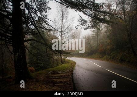 Paysage brumeux d'automne avec des arbres couvrant une route asphaltée et des feuilles sur le sol, par une journée brumeuse Banque D'Images