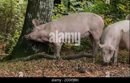 Gros porcs blancs, dans le bois de Bramshaw, pour les droits de la pannage; Nouvelle forêt. Banque D'Images