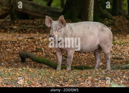 Gros porcs blancs, dans le bois de Bramshaw, pour les droits de la pannage; Nouvelle forêt. Banque D'Images