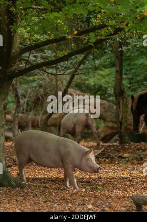 Gros porcs blancs, dans le bois de Bramshaw, pour les droits de la pannage; Nouvelle forêt. Banque D'Images