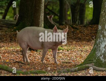 Gros porcs blancs, dans le bois de Bramshaw, pour les droits de la pannage; Nouvelle forêt. Banque D'Images