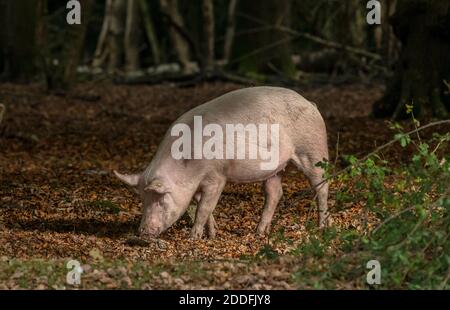 Gros porcs blancs, dans le bois de Bramshaw, pour les droits de la pannage; Nouvelle forêt. Banque D'Images