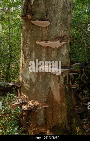 Southern Bracket, Ganoderma australe, croissant sur le vieux hêtre, Nouvelle forêt. Banque D'Images