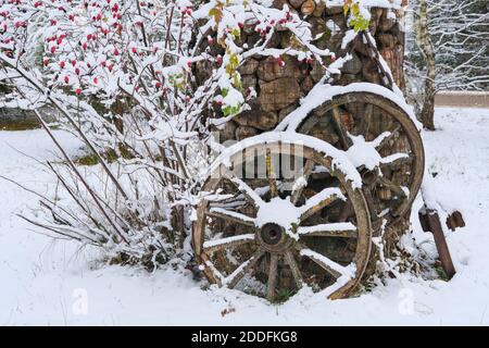 Le Bush de rosehip aux baies rouges est recouvert de la première neige sur fond de panier de gabion. Jardin tendance d'hiver décoré avec des roues en bois d'époque et de gabion Banque D'Images