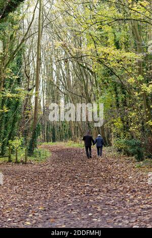 Couple en train de marcher dans les bois Banque D'Images