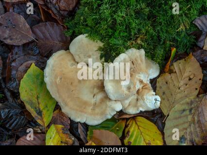 Hérisson en bois, ou champignon hérisson, Hydnum repandum, croissant sur une rive dans la forêt Beech, Nouvelle forêt. Banque D'Images