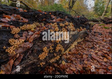 Tuft de soufre, Hypholoma fasciculare, champignon croissant en masse sur le hêtre déchu dans la Nouvelle forêt. Banque D'Images