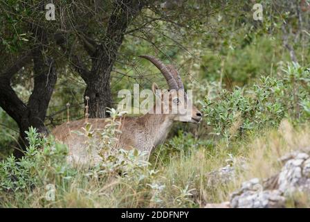 Bouc espagnol ibex, chèvre sauvage espagnol ou chèvre sauvage ibérique (Capra pyrenaica), Andalousie, Espagne. Banque D'Images