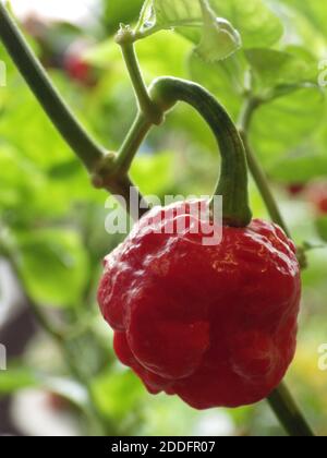 Un gros plan de Trinidad Moruga Scorpion-l'un des plus chauds poivrons dans le monde Banque D'Images