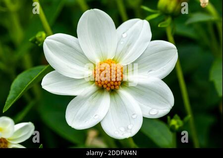 Dahlia 'Omo' une plante blanche de tuber à fleurs d'automne, image de stock photo Banque D'Images