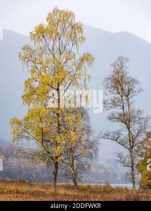 Un arbre isolé aux couleurs automnales sur la route forestière des trois Lochs dans le parc national des Trossachs, en Écosse Banque D'Images