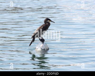 Grand Cormorant (Phalacrocorax carbo). Port de Fuengirola, province de Málaga, Andalousie, Espagne. Banque D'Images
